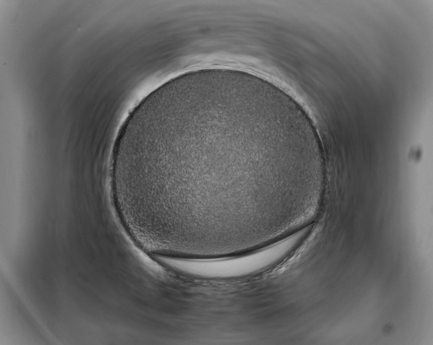 X0000099311525200805021302