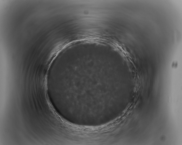 X0000099310002200805091029