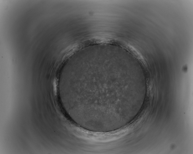 X0000099310026200805091029