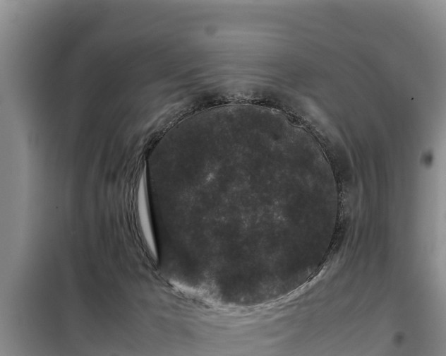 X0000099310029200805091029