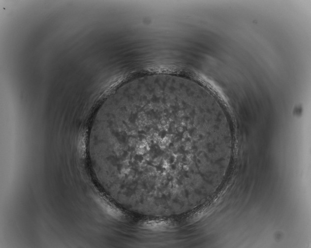 X0000099310065200805091028