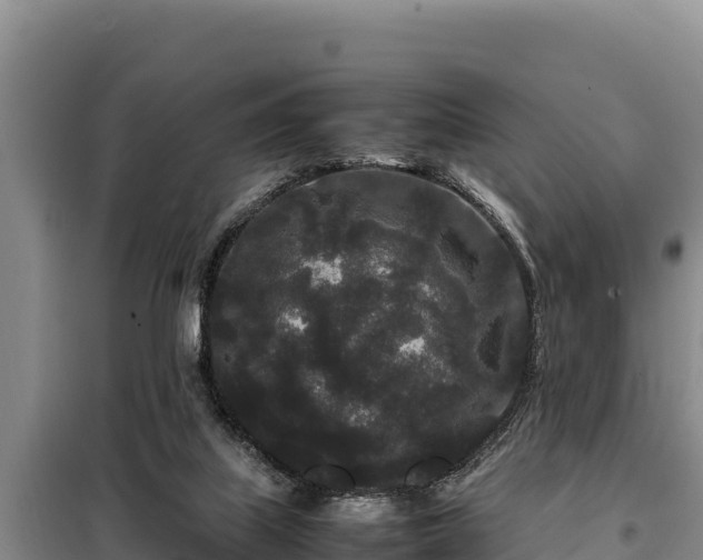 X0000099310067200805091028