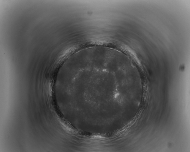 X0000099310114200805091027