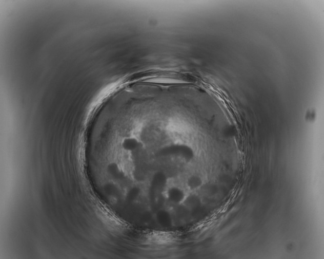 X0000099310149200805091026