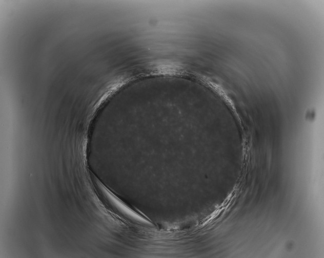 X0000099310154200805091026