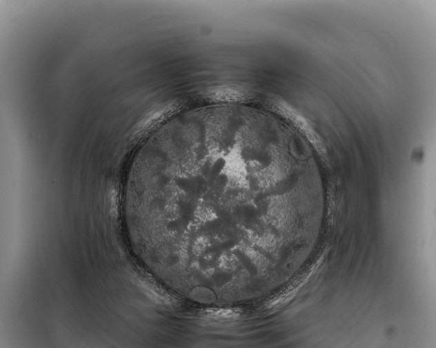 X0000099310161200805091026