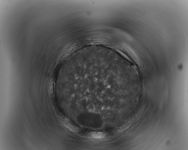 X0000099310169200805091026