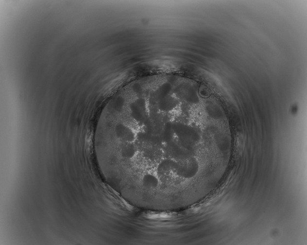 X0000099310177200805091026