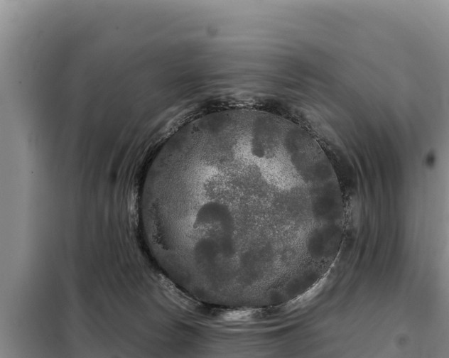 X0000099310178200805091026