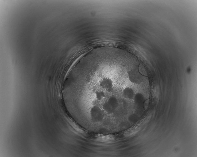 X0000099310185200805091026