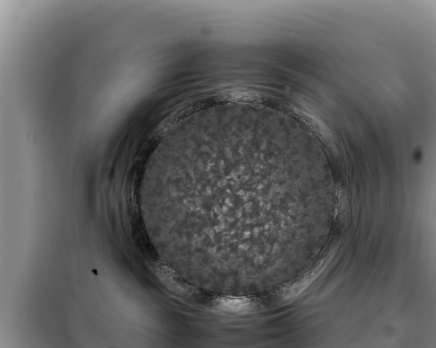 X0000099310189200805091026