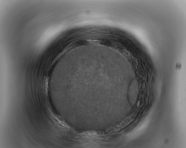 X0000099310194200805091026