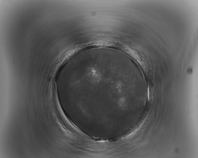 X0000099310205200805091026