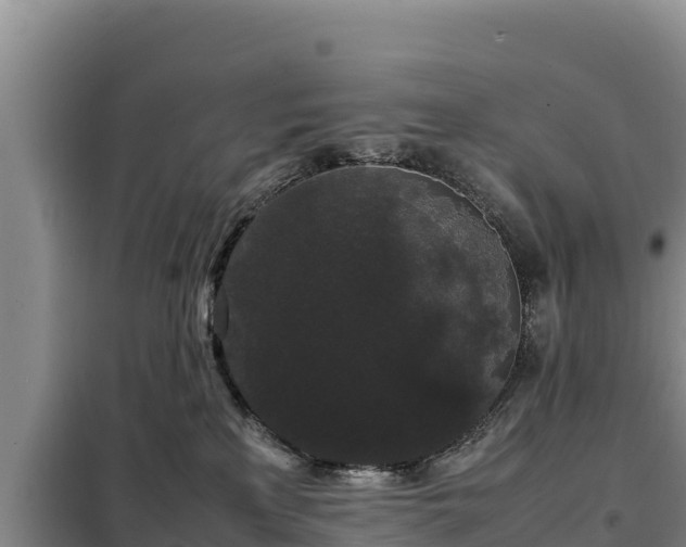 X0000099310233200805091025