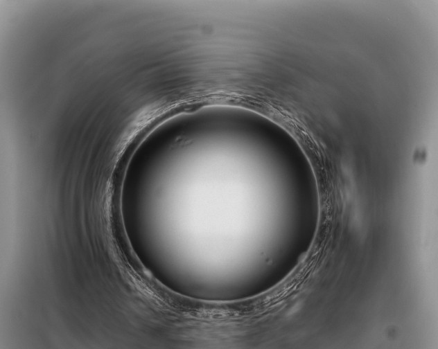 X0000099310242200805091025