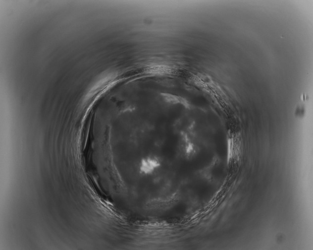 X0000099310243200805091025