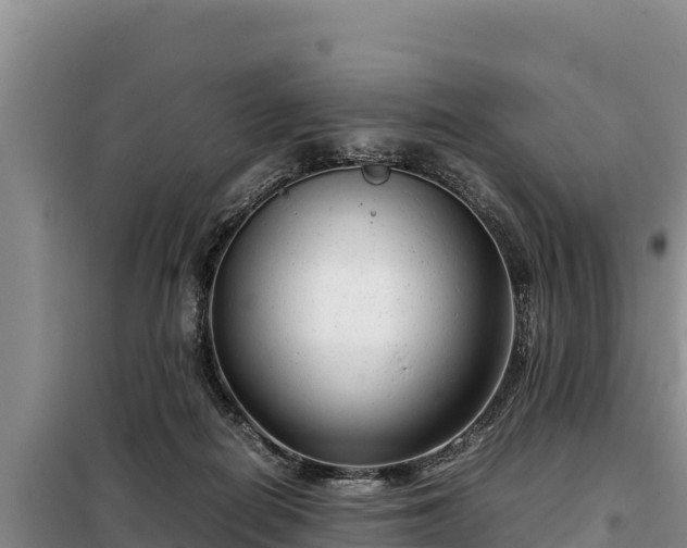 X0000099310266200805091025