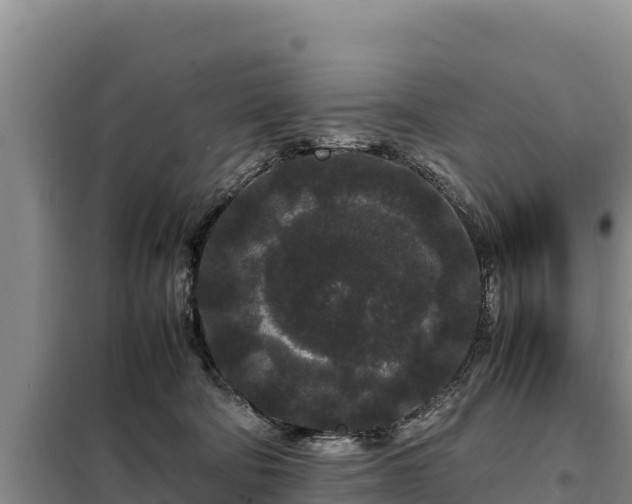 X0000099310322200805091024