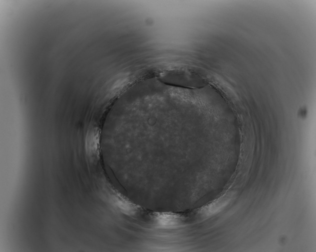 X0000099310336200805091024