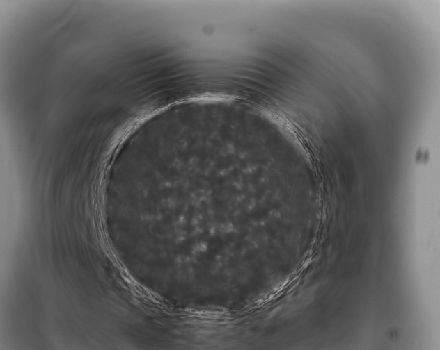 X0000099310337200805091023