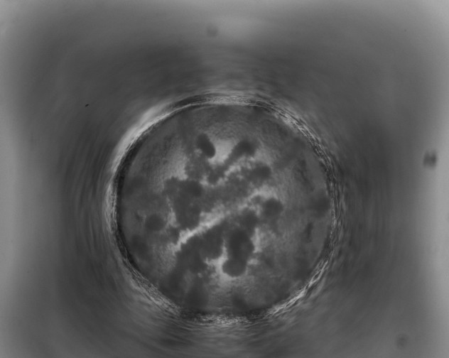 X0000099310343200805091023