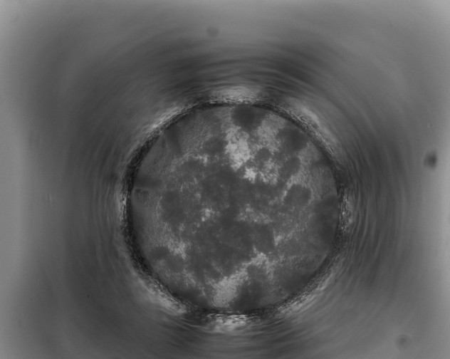 X0000099310355200805091023