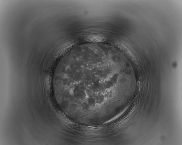 X0000099310359200805091023