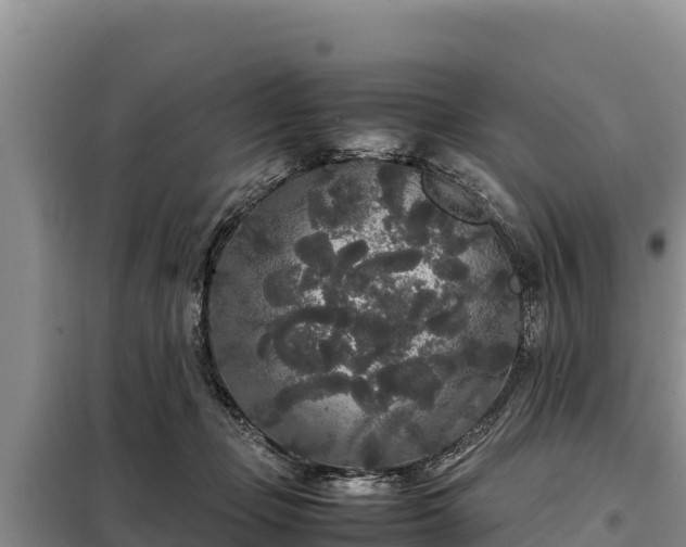 X0000099310365200805091023