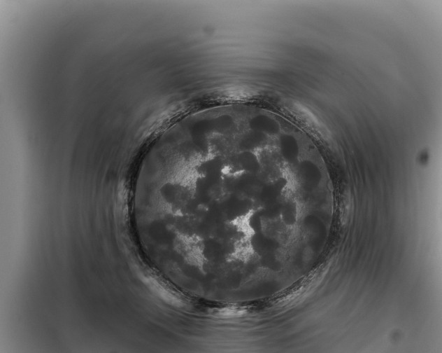 X0000099310366200805091023