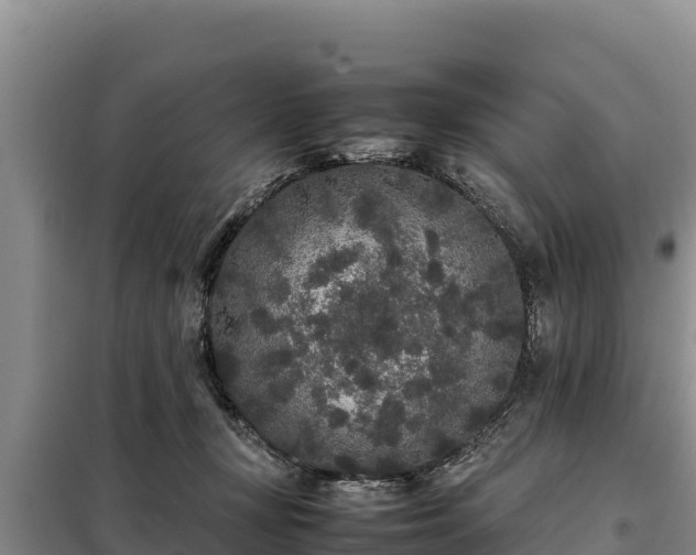 X0000099310367200805091023