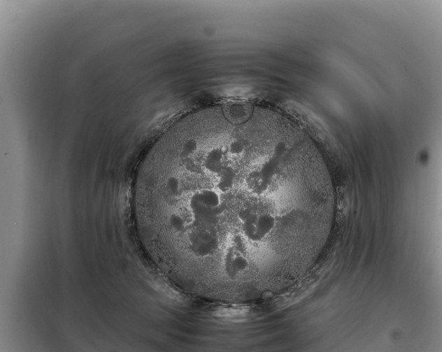 X0000099310369200805091023