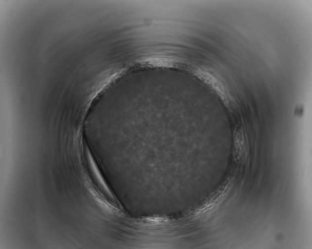 X0000099310398200805091023