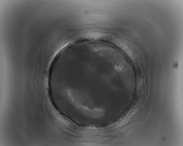 X0000099310399200805091023