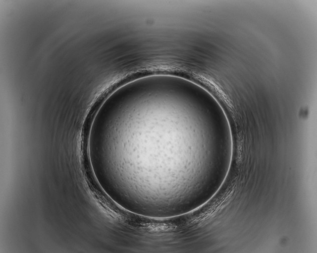 X0000099310439200805091021