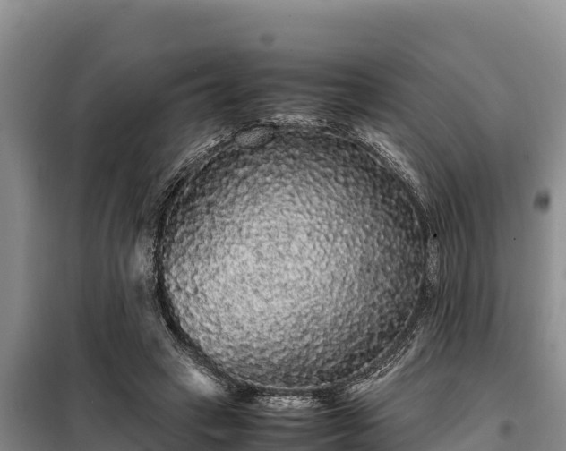 X0000099310449200805091021