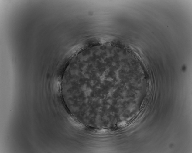 X0000099310527200805091020