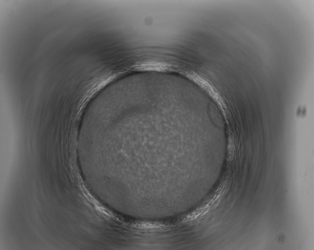 X0000099310529200805091020