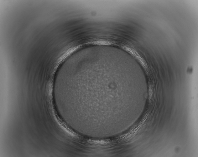 X0000099310533200805091020