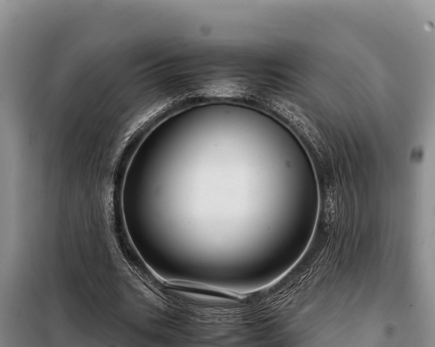 X0000099310535200805091020