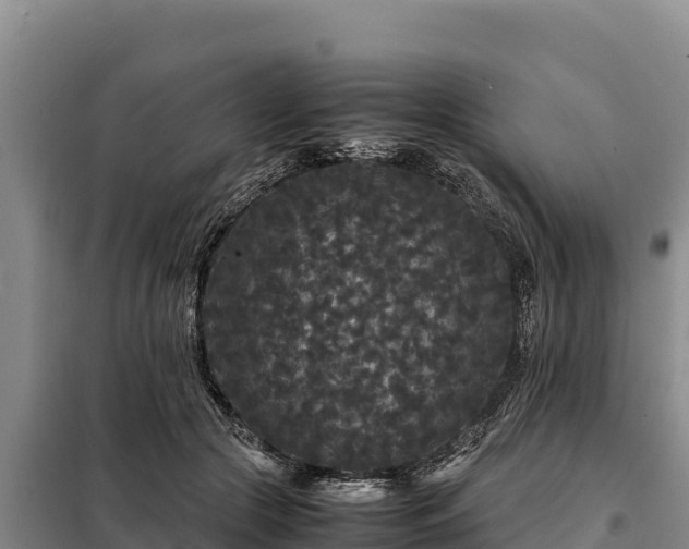 X0000099310553200805091020