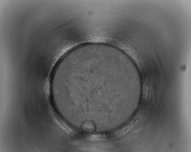 X0000099310584200805091019