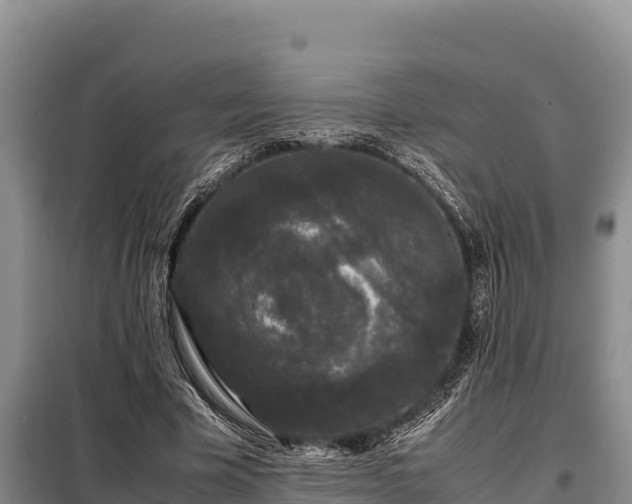 X0000099310585200805091019