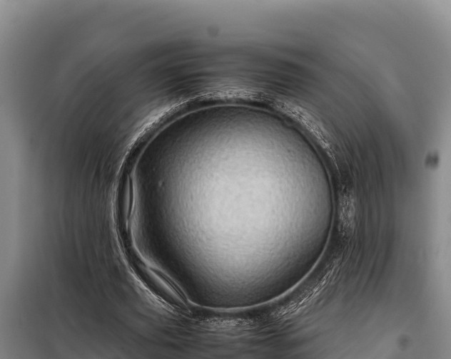 X0000099310629200805091018