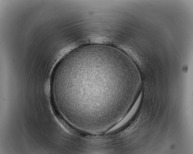 X0000099310630200805091018