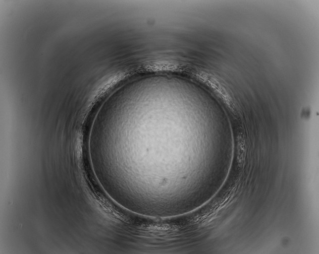 X0000099310631200805091018