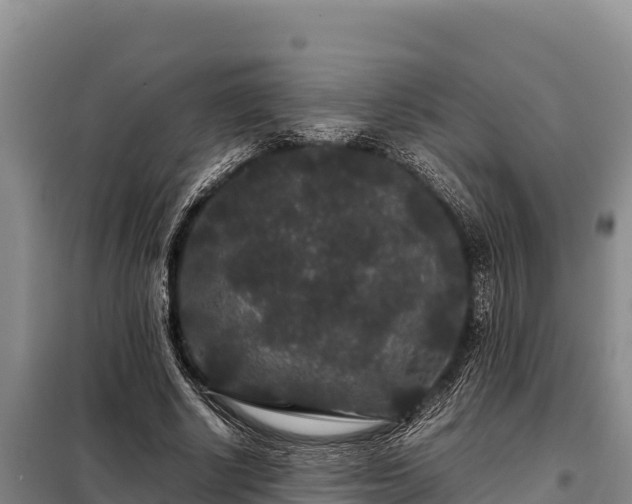 X0000099310634200805091018