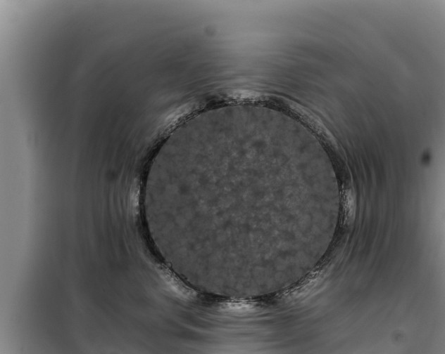 X0000099310668200805091019