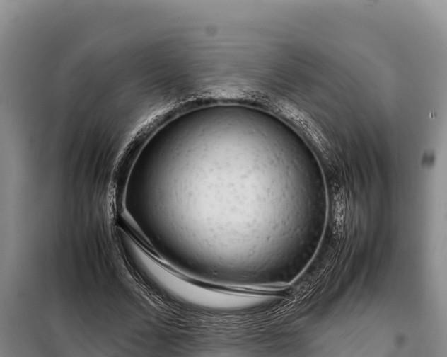 X0000099310680200805091018