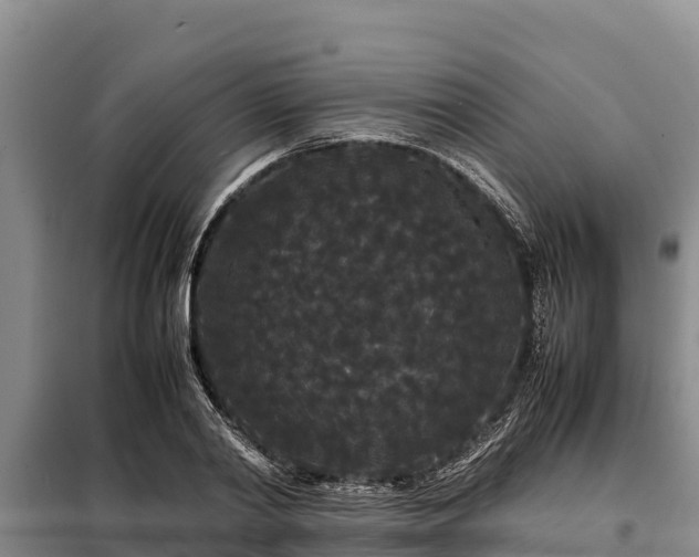 X0000099310790200805091016