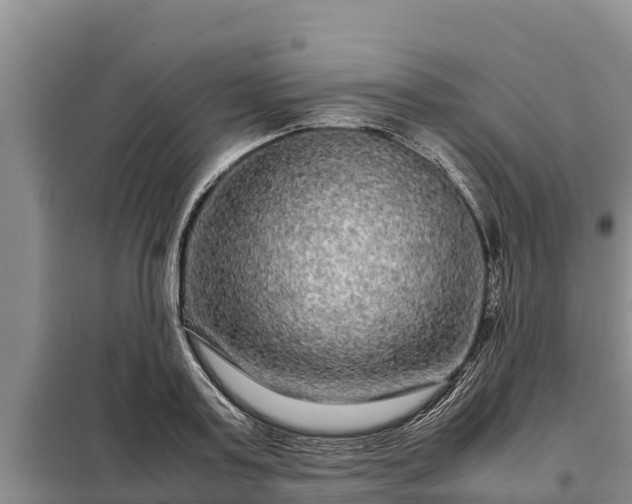 X0000099310795200805091016